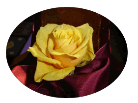 Yellow rose